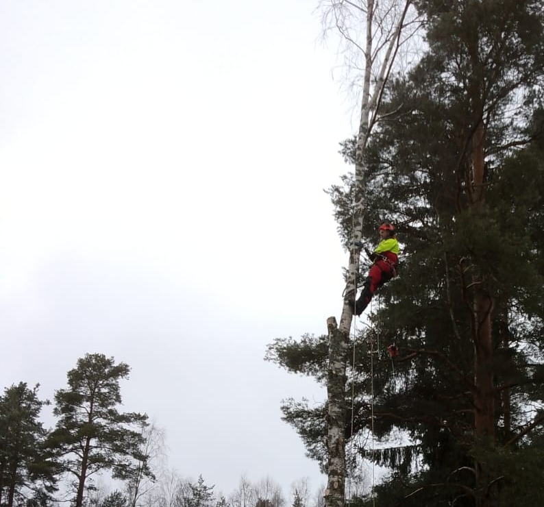 Tomi Riihimäki puunkaato